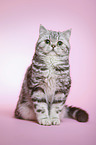 sitting young british shorthair cat