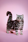 standing young british shorthair cat