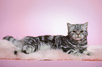 lying young british shorthair cat