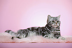 lying young british shorthair cat