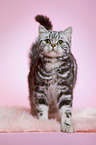 standing young british shorthair cat