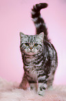 standing young british shorthair cat