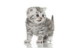 British Shorthair Kitten
