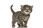 British Shorthair Kitten