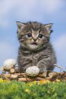 British Shorthair Kitten