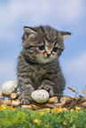 British Shorthair Kitten