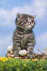 British Shorthair Kitten