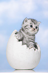 British Shorthair Kitten