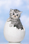 British Shorthair Kitten