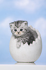 British Shorthair Kitten