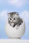 British Shorthair Kitten