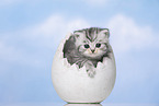 British Shorthair Kitten