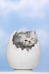 British Shorthair Kitten