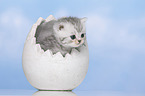 British Shorthair Kitten