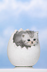 British Shorthair Kitten