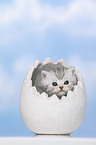 British Shorthair Kitten