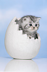 British Shorthair Kitten