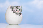 British Shorthair Kitten