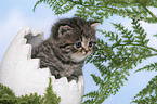 British Shorthair Kitten
