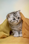 British Shorthair Kitten