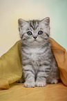 British Shorthair Kitten