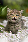 meowing British Shorthair kitten