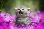 meowing British Shorthair kitten