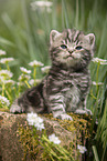 sitting British Shorthair Kitten