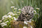 sitting British Shorthair Kitten