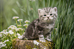 sitting British Shorthair Kitten