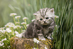 sitting British Shorthair Kitten
