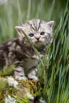 sitting British Shorthair Kitten