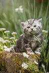 sitting British Shorthair Kitten