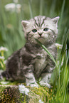 sitting British Shorthair Kitten