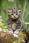 sitting British Shorthair Kitten