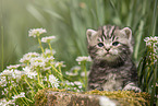 British Shorthair Kitten