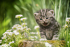 meowing British Shorthair kitten