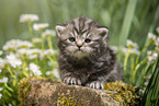 lying British Shorthair Kitten