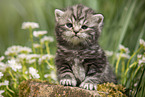 sitting British Shorthair Kitten