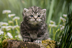 sitting British Shorthair Kitten