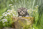 lying British Shorthair Kitten