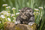 lying British Shorthair Kitten