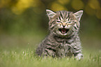 meowing British Shorthair kitten