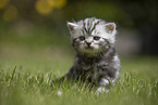 sitting British Shorthair Kitten