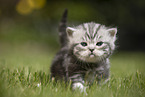 walking British Shorthair Kitten
