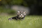 sitting British Shorthair Kitten