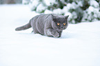 British Shorthair in the snow