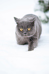 British Shorthair in the snow