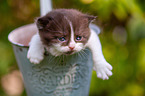 British shorthair kitten in flowerpot