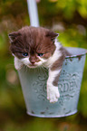 British shorthair kitten in flowerpot